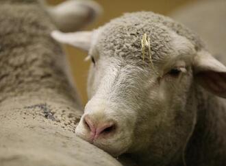 Sachsen-Anhalt fördert Impfung gegen Blauzungenkrankheit