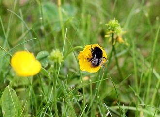 Studie zeigt deutlichen Einfluss des Menschen auf Pflanzenvielfalt
