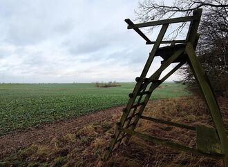 Tierschutzbund kritisiert geplante Freigabe der Wolfsjagd scharf