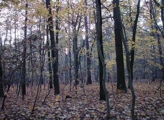 Waldbesitzer und Jäger begrüßen Aufnahme des Wolfs ins Jagdrecht