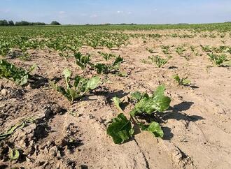 Wetterdienst meldet historische Trockenheit in Deutschland