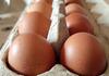 Kein Eiermangel zu Ostern: Geflügelwirtschaft gibt Entwarnung
