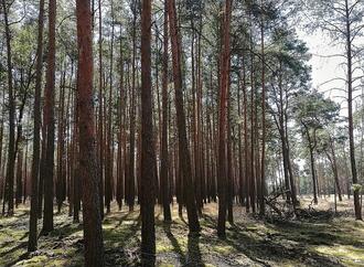 Studie: Waldsterben gefährdet Trinkwasserqualität