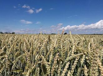 Klimawandel erhöht Risiko für Hitze und Trockenheit in Kornkammern