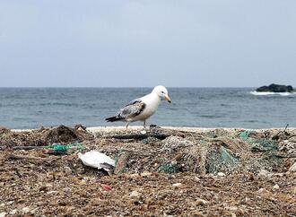 Studie: Mikroplastik gefährdet Korallen im Mittelmeer