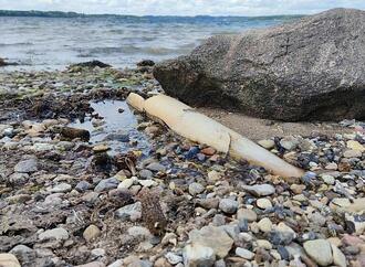 Macron und Schneider wollen internationalen Einsatz für Meeresschutz