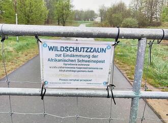 Afrikanische Schweinepest erreicht erstmals Nordrhein-Westfalen