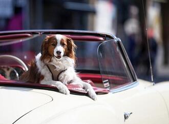 Bundestierärztekammer warnt vor Hitzegefahr für Haustiere