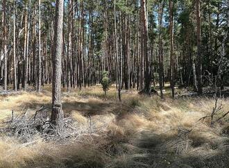 Studie: Dürrejahre verwandeln Kiefernwald in CO2-Quelle