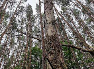 Studie: 320 Millionen Bäume sterben jährlich durch Blitze
