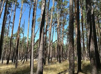 DWD baut automatisches Pollen-Messnetz auf