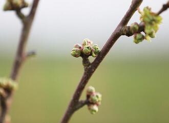 Studie: Pflanzen steuern Mikroorganismen an ihren Wurzeln