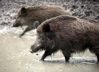 Wildschweine werden zur Plage in Wohngebieten