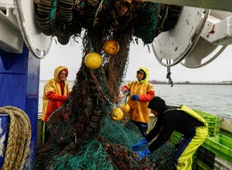 EU-Kommission schlägt zum Teil deutlich geringere Fischfangquoten für die Ostsee vor