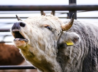 Thüringen: Wildgewordener Stier verletzt zwei Menschen und beschädigt vier Autos