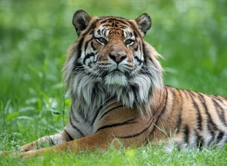 Heidelberger Zoo: 16 Jahre alter Sumatratiger Tebo eingeschläfert