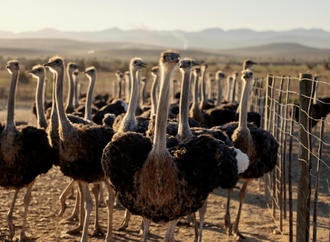 Studie: Vorfahren von Strauß und Emu konnten fliegen
