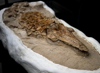 Peruanische Forscher präsentieren zwölf Millionen Jahre altes Fossil eines Tümmlers