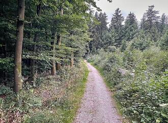 Studie: Artenvielfalt im Wald schützt nicht automatisch vor Dürre