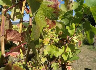 Deutschland startet Weinbau-Initiative im EU-Agrarrat