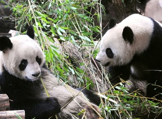 In Frankreich lebendes Pandapaar soll zurück nach China