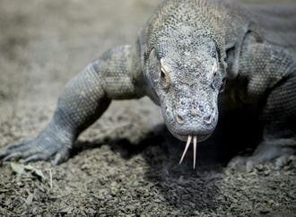 Seltener Zuchterfolg: Sieben Komodowarane in Leipziger Zoo geschlüpft