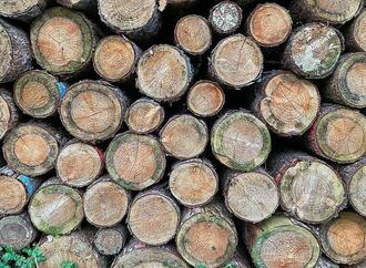 EU-Kommission will Entwaldungsverordnung erneut verschieben