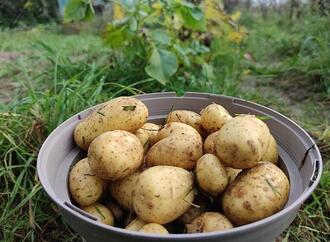 Größte Kartoffelernte seit 25 Jahren erwartet