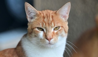 Kater Carlos von Feuerwehr in Nordrhein-Westfalen aus Schleusenkammer gerettet