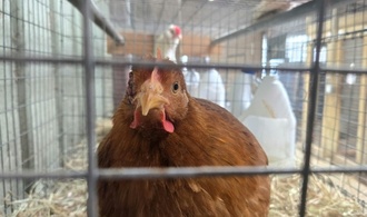 Tausende Masthähnchen verenden bei Brand in Betrieb in Baden-Württemberg