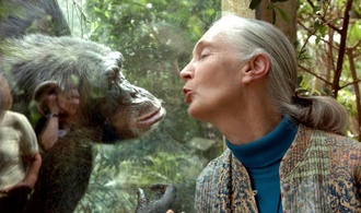 Primatenforscherin Jane Goodall im Alter von 91 Jahren gestorben