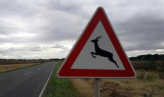 Jagdverband: Jeden Wildunfall der Polizei melden