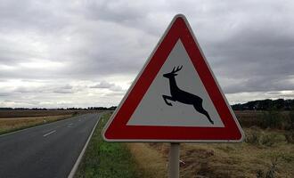 Jagdverband: Jeden Wildunfall der Polizei melden