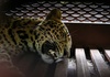 Indonesien: Leopard nach Spaziergang durch Hotelanlage eingefangen