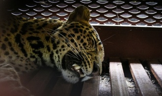 Indonesien: Leopard nach Spaziergang durch Hotelanlage eingefangen