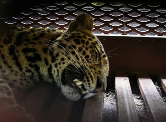 Indonesien: Leopard nach Spaziergang durch Hotelanlage eingefangen