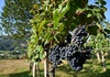 Wegen Hitzewelle im August: Sehr schlechte Weinernte in Frankreich erwartet
