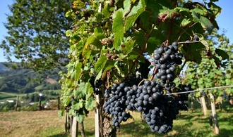 Wegen Hitzewelle im August: Sehr schlechte Weinernte in Frankreich erwartet