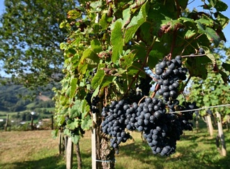 Wegen Hitzewelle im August: Sehr schlechte Weinernte in Frankreich erwartet