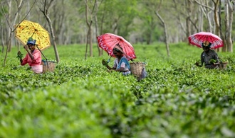 Erdrutsche und Überschwemmungen zerstören Darjeeling-Teeplantagen in Indien