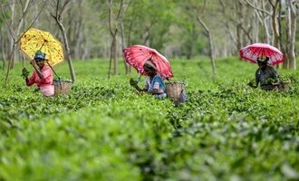 Erdrutsche und Überschwemmungen zerstören Darjeeling-Teeplantagen in Indien