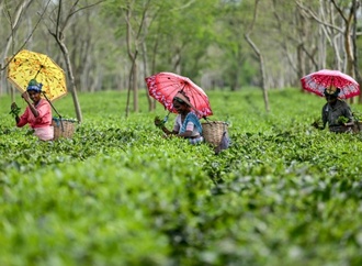 Erdrutsche und Überschwemmungen zerstören Darjeeling-Teeplantagen in Indien