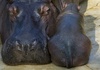 Zwillingsgeburt bei Flusspferden im Berliner Zoo: Nur ein Mini-Hippo überlebt