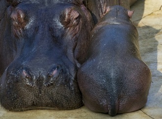 Zwillingsgeburt bei Flusspferden im Berliner Zoo: Nur ein Mini-Hippo überlebt
