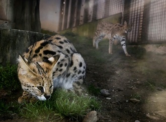 Gericht: Haltung von exotischer Hauskatzenrasse in Wohngebiet nicht erlaubt