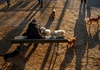 Einnahmen aus Hundesteuer 2024 auf Rekordsumme gestiegen