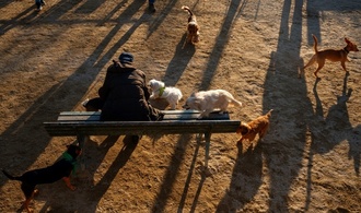 Einnahmen aus Hundesteuer 2024 auf Rekordsumme gestiegen
