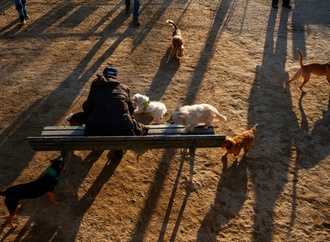 Einnahmen aus Hundesteuer 2024 auf Rekordsumme gestiegen
