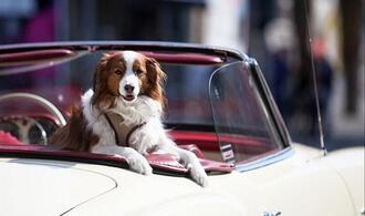 Erneut Rekordeinnahmen bei Hundesteuer