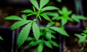 Kabinett will Verfügbarkeit von Medizinal-Cannabis einschränken